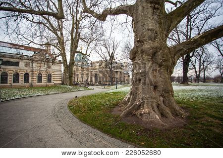 Big Plane Tree In Dresden, Saxony, Germany