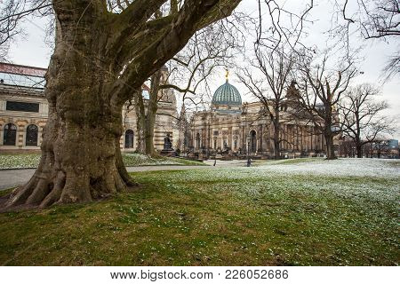Big Plane Tree In Dresden, Saxony, Germany