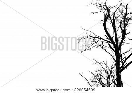Silhouette Dead Tree Isolated On White Background For Scary Or Death With Copy Space For Text. For H