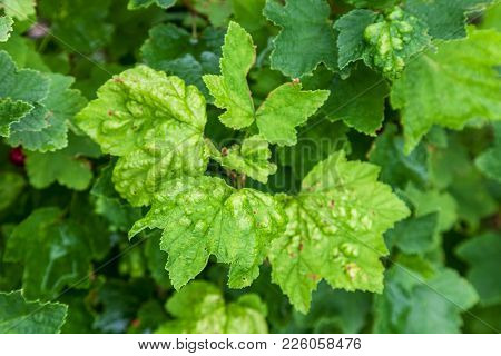 Bush Redcurrant Struck By Illness. Currants Are Infected With Gallic Aphid