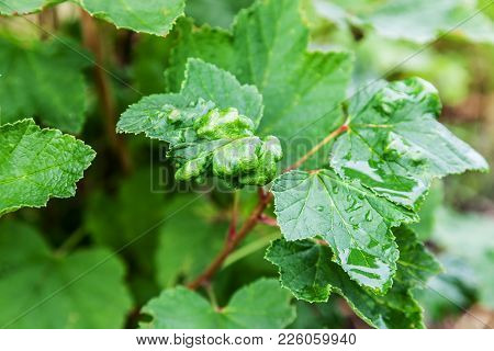 Bush Redcurrant Struck By Illness. Currants Are Infected With Gallic Aphid