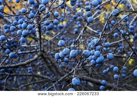 Universe Of The Blue Berries. A Bush Of Blackthorn.