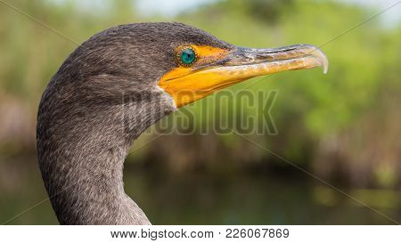 Side Face Portrait Of A Double-crested Cormorant Also Known As Phalacrocorax Auritus