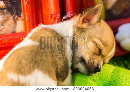 Sleeping Baby Chihuahua  Taking A Nap, Nature