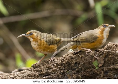 Rusty Cheeked Scimitar Babbler :  Bird Ishot N Thailand