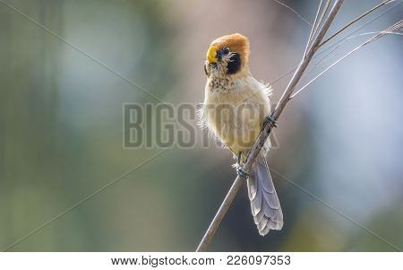 Spot Breasted Parrotbill : Bird Shot In Thailand
