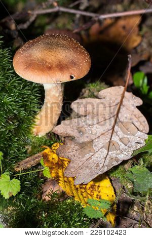 Mushroom On A Orange Forest Ground With Brown And Yellow Autumn Leaves In The Forest.
