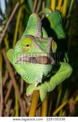 Chameleon From Yemen Called Yemen Chameleon Or Dragon Or Lizard With Open Mouth