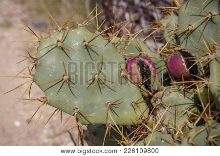 Opuntia Prickly Pear Cactus With Thorns And Fruits, Prickly Close Up