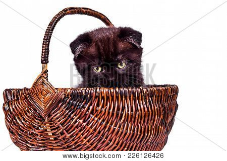 Cute Kitten Playing In The Wicker Basket. Scottish Fold Kitten Isoliert On White Background. Pet And