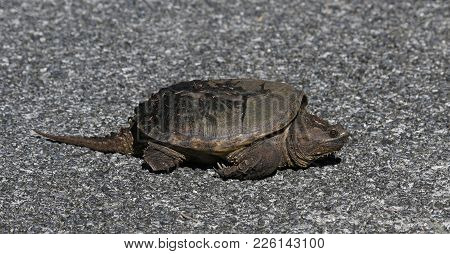 A Common Snapping Turtle (chelydra Serpentina) Crossing The Road In Everglades National Park, Florid