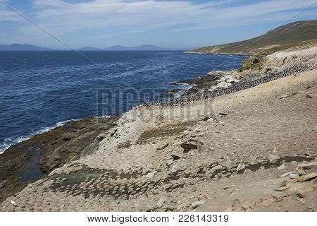 Large Breeding Colony Of Imperial Shag (phalacrocorax Atriceps Albiventer) On The Coast Of Carcass I