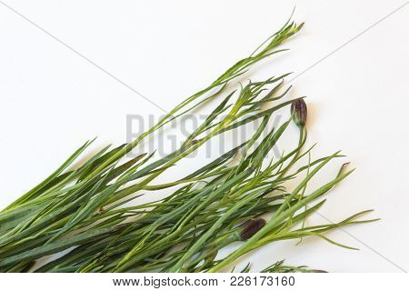 Close View Of Flowers And Tips Of Chepiche, Pipicha Porophyllum Linaria Mexican Herb Food Ingredient