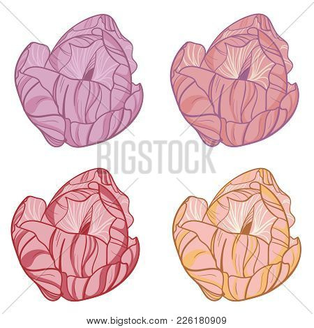Four Buds Of A Tulip Of Different Color