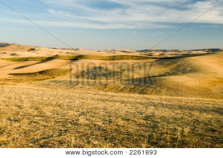 Campi di grano