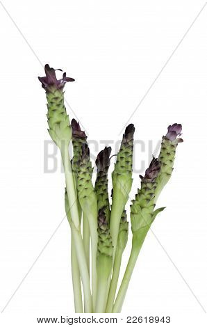 Krachiew Blume