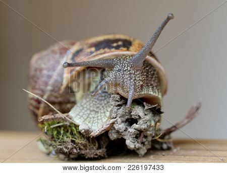 Little Snail On His Piece Of Earth