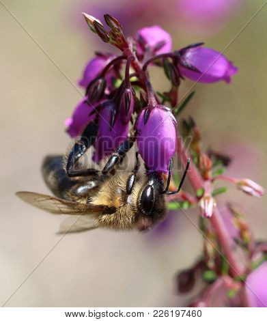 Bee Upside Down Eating Pollen From A Pinky Flower