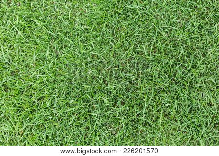 Grass Texture Grass Image Photo Free Trial Bigstock