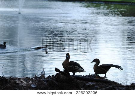 Ducks Enjoying The Morning Sunlights On The Bank Of A Lake