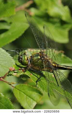 Downy Dragonfly Esmeralda