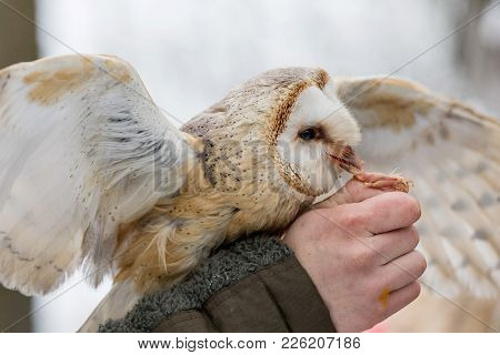 Feeding The Eurasian Tawny Owl, Strix Aluco, In The Woods In The Winter. Eurasian Tawny Owl Takes He