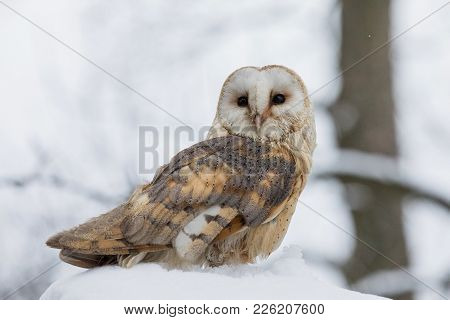 Eurasian Tawny Owl, Strix Aluco, In The Winter Forest Near The Old Cemetery Sitting On The Stone.. C