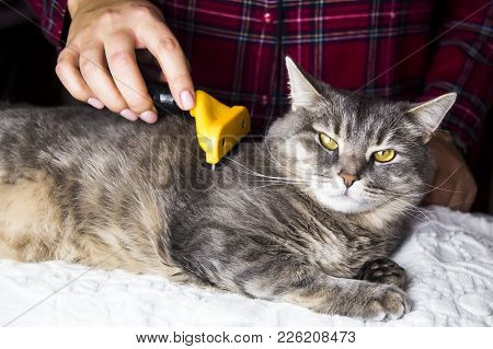 A woman combs her gray cat with a torch to get rid of excess wool. Caring for pets