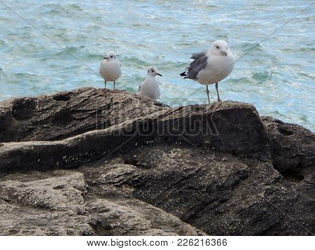 Caspian Gull On The Background Of The Blue Sea. Close-up.