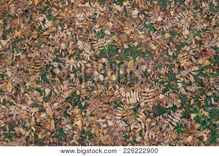Dead Leaves Of Rowan And Birch In The Grass