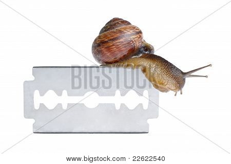 Caracol na navalha