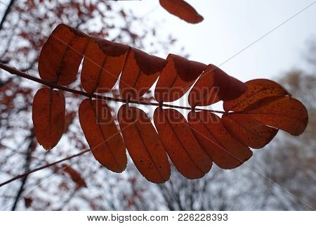 Compound Leaf Of Rowan Against The Sky In Autumn