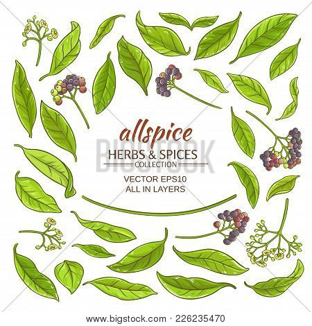 Allspice Plant Elements Set On White Background