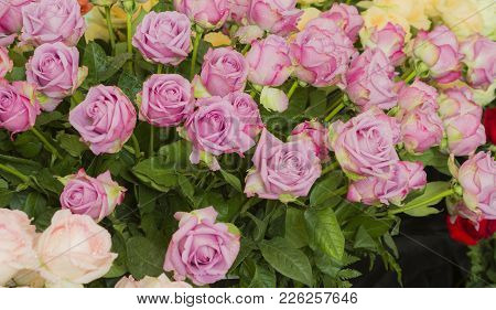 Puple Weding Rose, Decorative In Wedding Party.