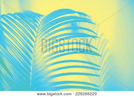 Close Up Leaf Of A Palm Tree With A Shadow Toned In Pastel Colors Of Yellow And Blue
