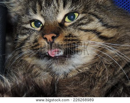 Brown Tabby Cat With Yellow Eyes Close-up