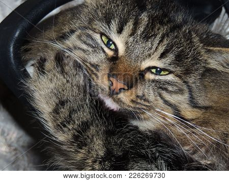 Brown Tabby Cat With Yellow Eyes Close-up