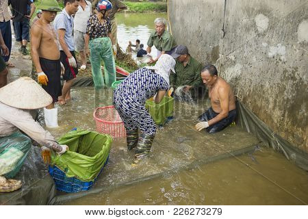 Hung Yen, Vietnam - July 26, 2015: People Collect Fish For Weight After Catching In Pond Before Deli