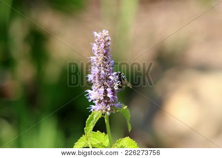 Bee Gathering The Pollen On Agastache Rugosa In The Sunny Day.agastache Rugosa Is A Medicinal And Or
