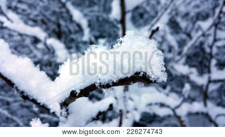 Winter Close Up. Snowy Eiderdown On A Branch.