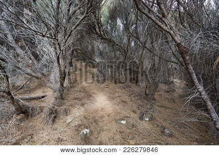 Small path between dead trees