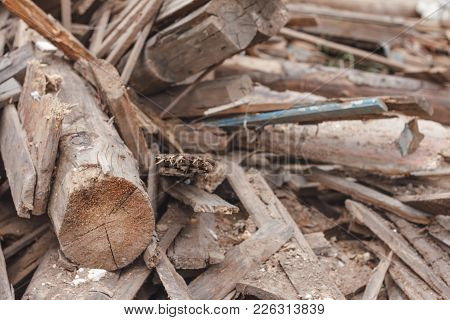A Pile Of Small Pieces Of Wooden Scrap On The Street