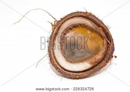 Rotten Coconut. Wasted Mouldy Tropical Food With Fungus Growth. Close-up Of Half A Moldy Coconut Aga