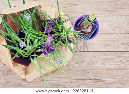 Spring Sale Concept. Springtime, Potted Natural Spring Flowers, Hyacinthus, Crocus, Muscari On Woode