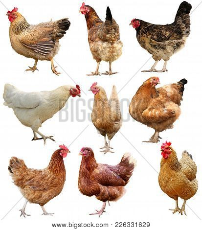 Rooster Chicken Isolated On A White Background