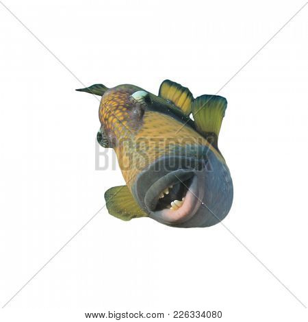 Titan Triggerfish fish isolated on white background
