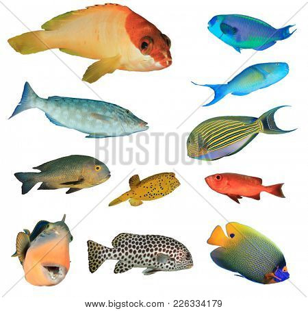 Collection Tropical Reef fish of the Indian and Pacific Oceans