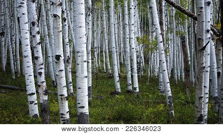 Grove Of White Aspen Trees In A Colorado Forest