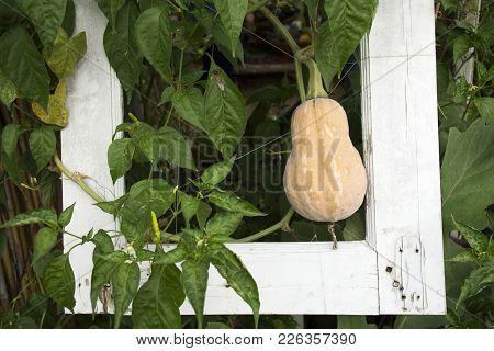 Butternut Pumpkin Or Butternut Squash Plant In Garden Of Agricultural Plantation Farm At Countryside