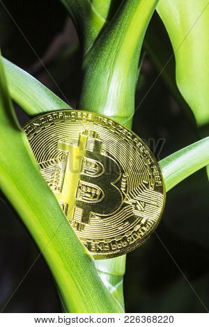 The Golden Bitcoin Grew Like A Fruit On A Green Tree.
